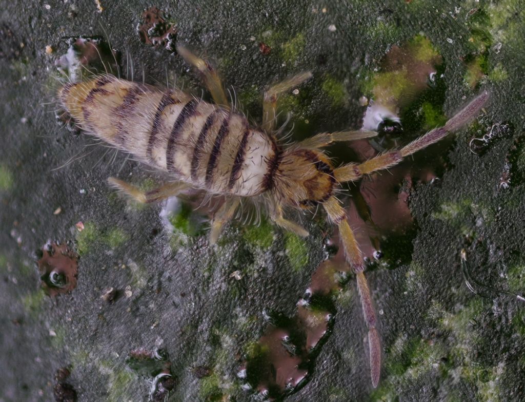 Entomobrya multifasciata?  S !